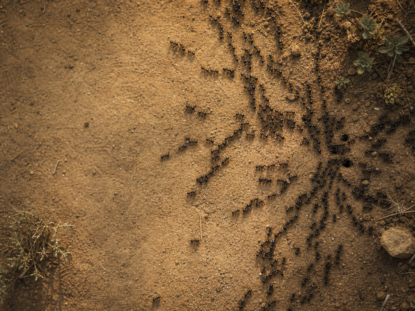 Ants forming branching trails across warm soil