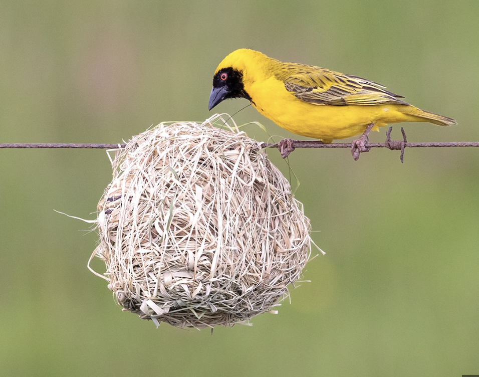 A baya weaver bird beside its woven nest